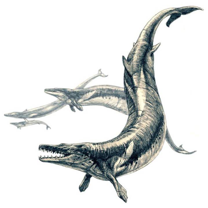 New cryptozoological theories suggest Ogopogo could be a Basilosaurus