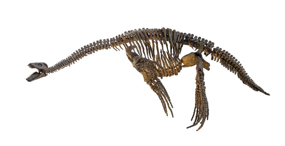 A plesiosaurus fossil 