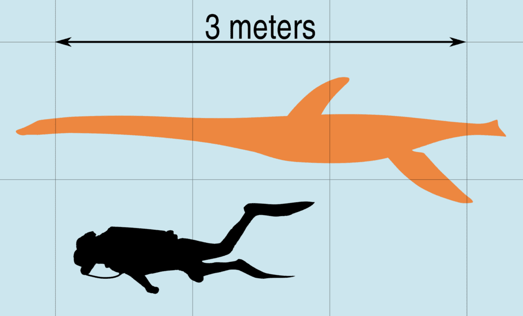 Champ may be a plesiosaurus, seen here with an average sized male scuba diver
